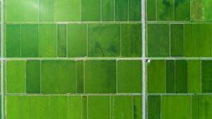 Green hydrogen